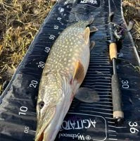 Wychwood Agitator Predator Roll Mat